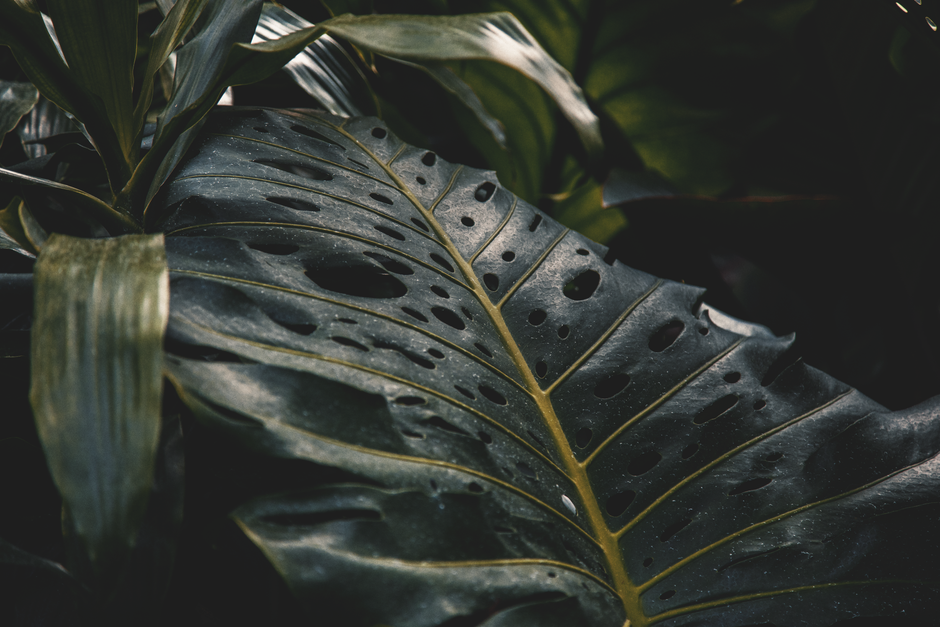 Detailed view of a dark green Monstera leaf showcasing its unique hole pattern. Perfect for plant enthusiasts.
