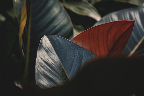 Free stock photo of leaf, plant