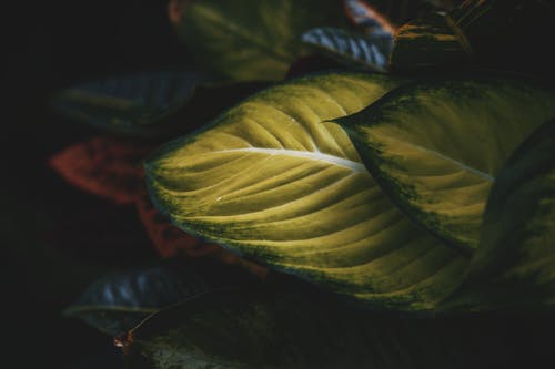 Free stock photo of leaf, plant