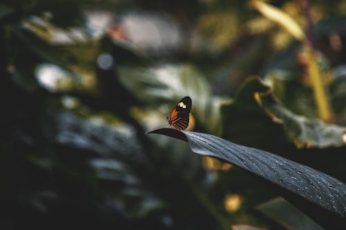 バタフライ, 昆虫の写真, 緑色の葉の無料の写真素材