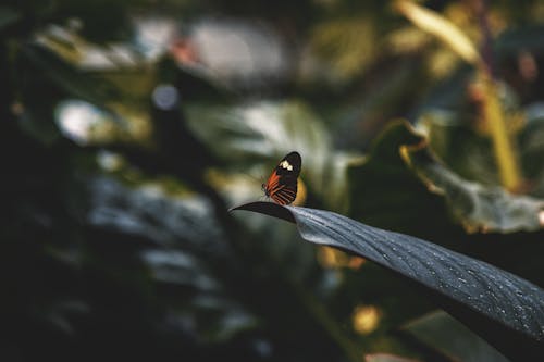 Photo of Butterfly on Green Leaf