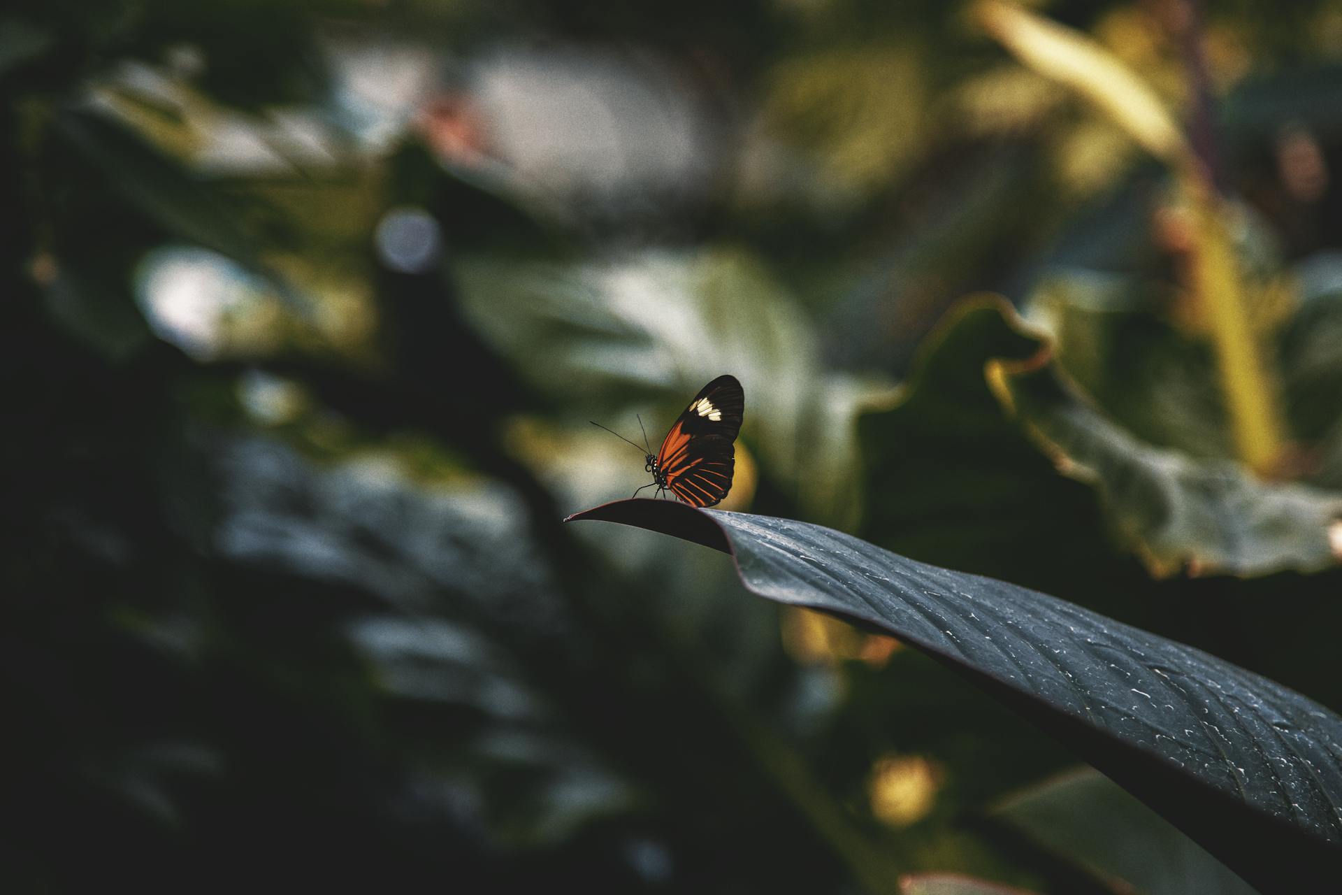 Close-up of a postman butterfly resting on a vibrant green leaf in a lush natural environment.