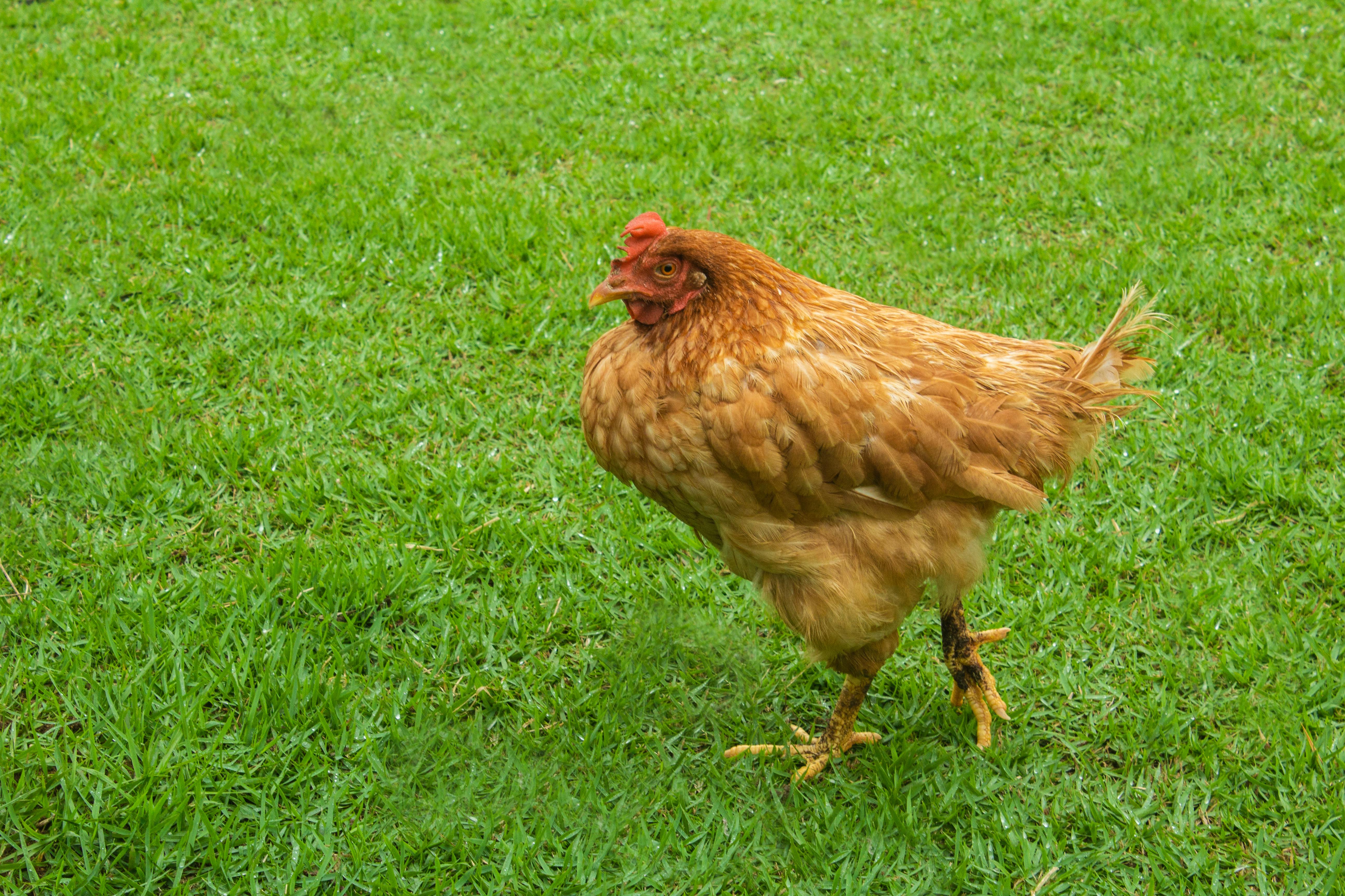 Free stock photo of chicken, fowl, hen