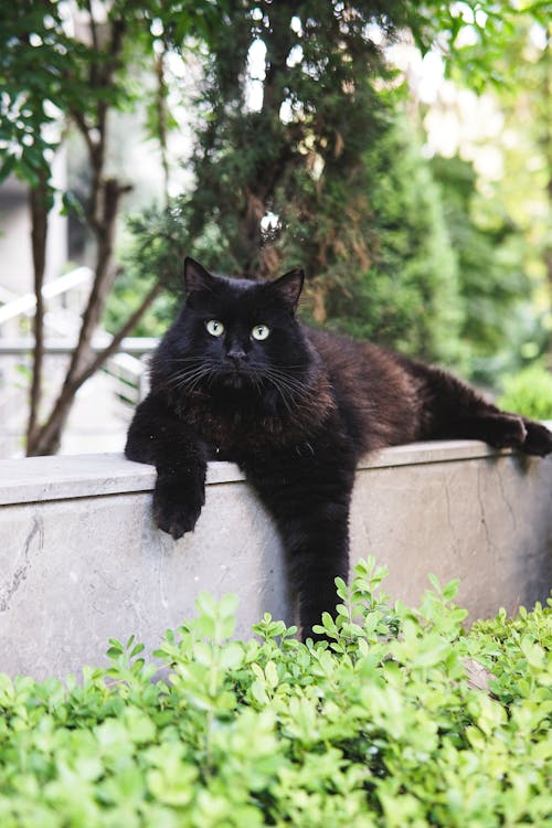 Free Black Cat Stock Photo