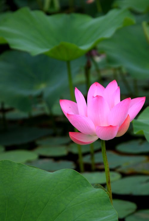 Imagine de stoc gratuită din a închide, floare de lotus, floare roz