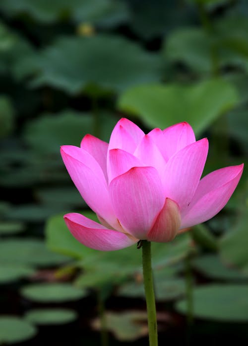 Kostnadsfri bild av blomfotografi, flora, lotusblomma