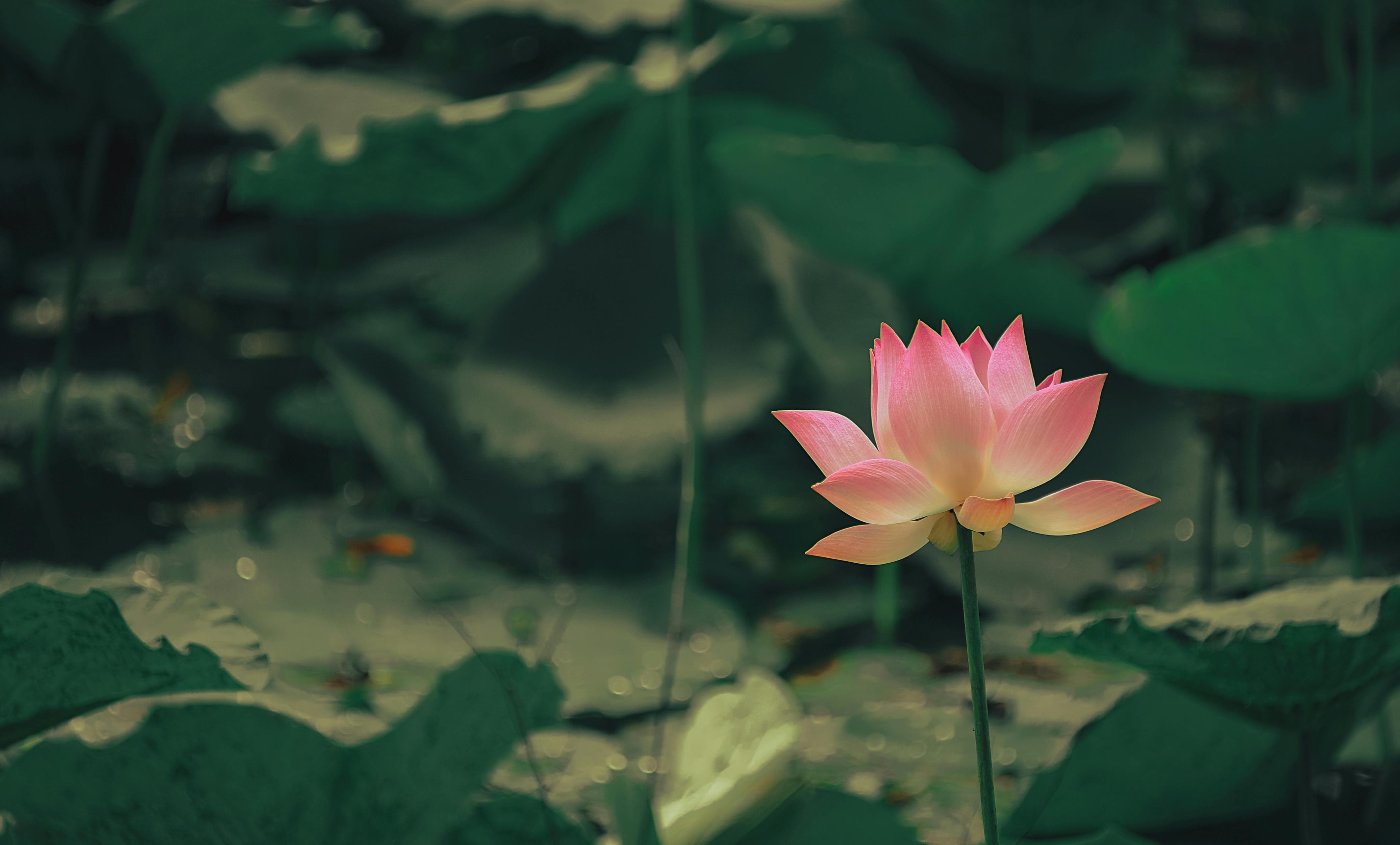 Lotus HD wallpapers  Pxfuel