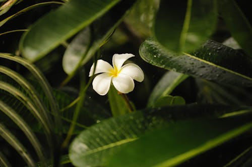 Green Leaves and White Flower