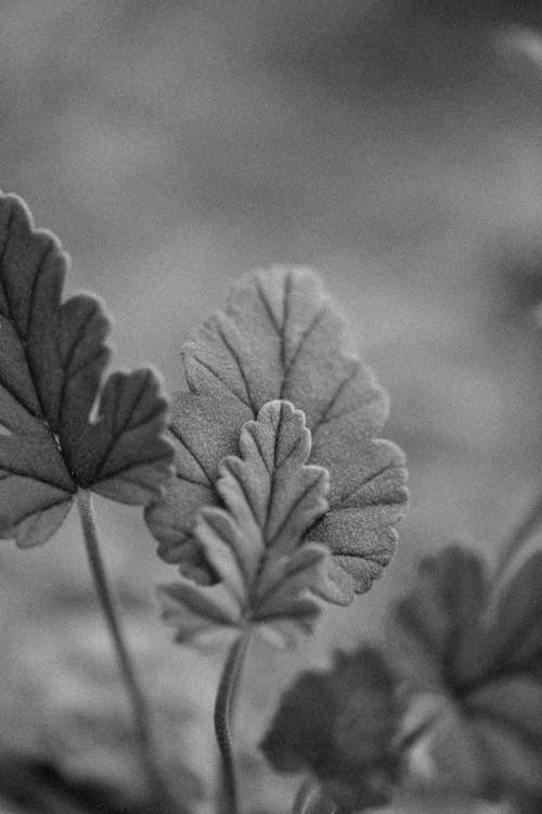 Darmowe zdjęcie z galerii z czarno-biały, liście, monochromatyczny