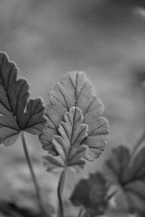 Free Black and white close-up emphasizing the texture of delicate leaves. Stock Photo