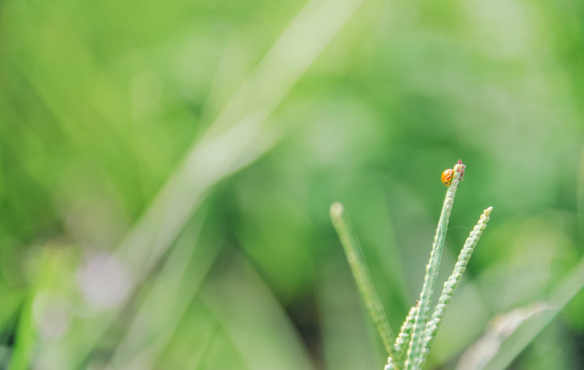Micro Photograph of Brown Bug on Grass