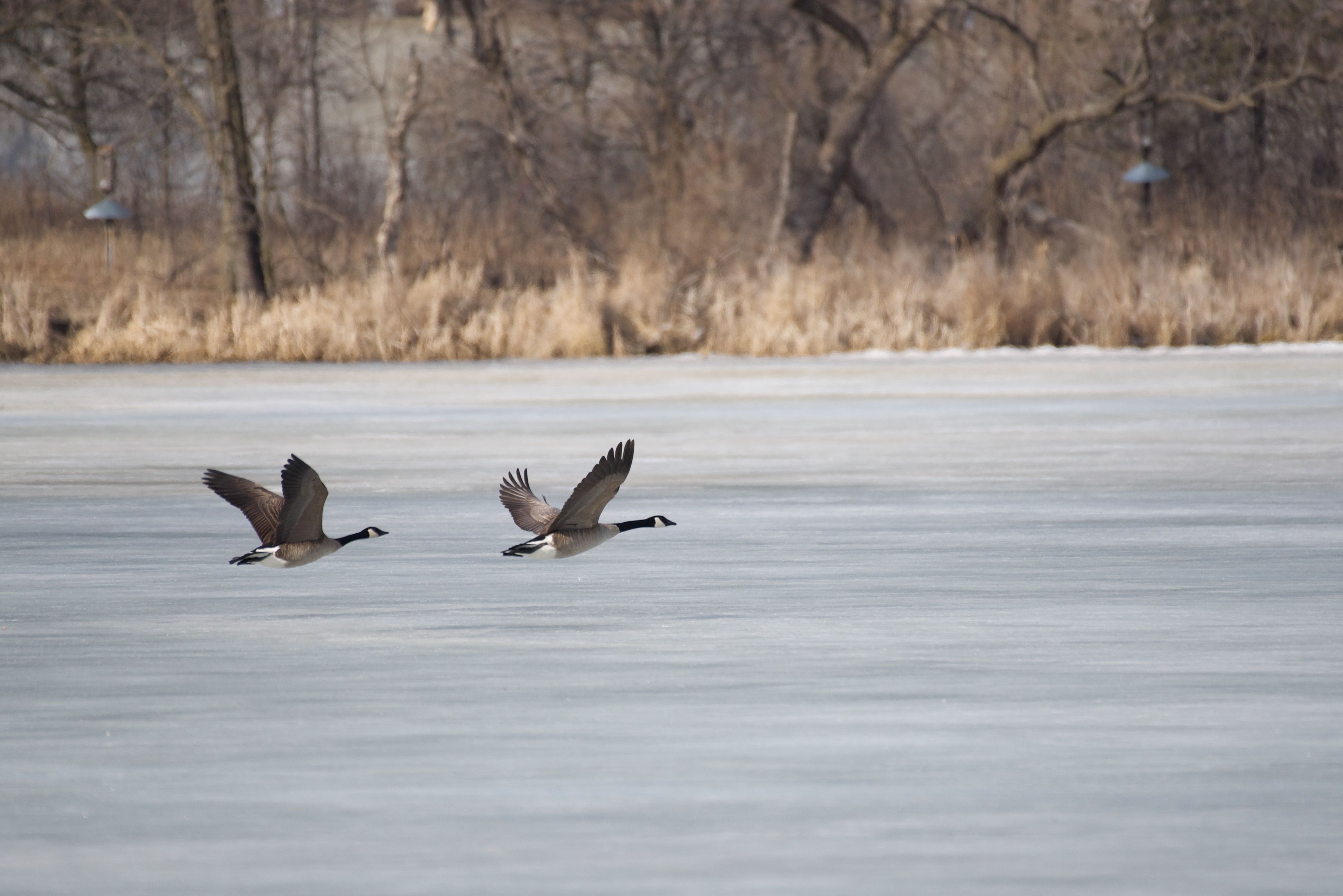 Ultimate Guide to Bird Watching Canada: Your Feathered Adventure