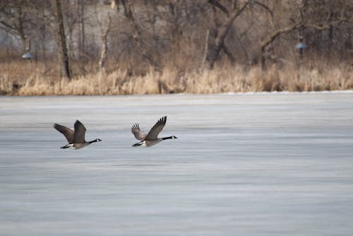 Бесплатное стоковое фото с гусь, дикая природа, дикий