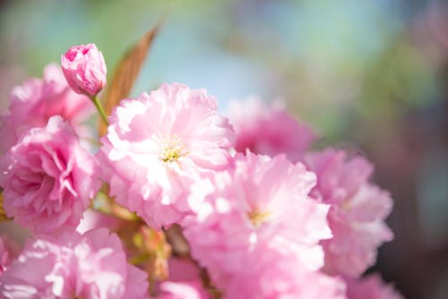 Free Shallow Focus Photo of Pink Flowers Stock Photo