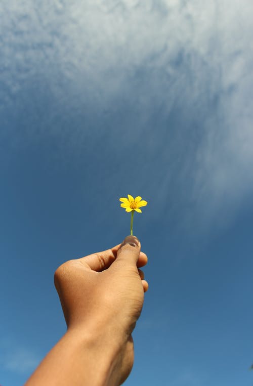 Fotos de stock gratuitas de cielos azules, flor amarilla, flor de la hierba
