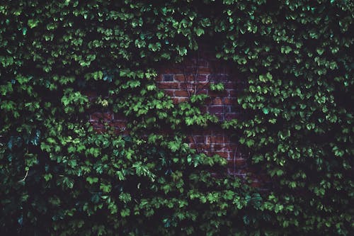 Green Plants in Wall Bricks at Daytime