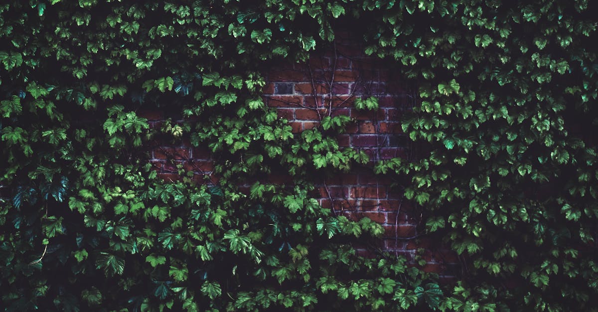 How to kill ivy vinegar