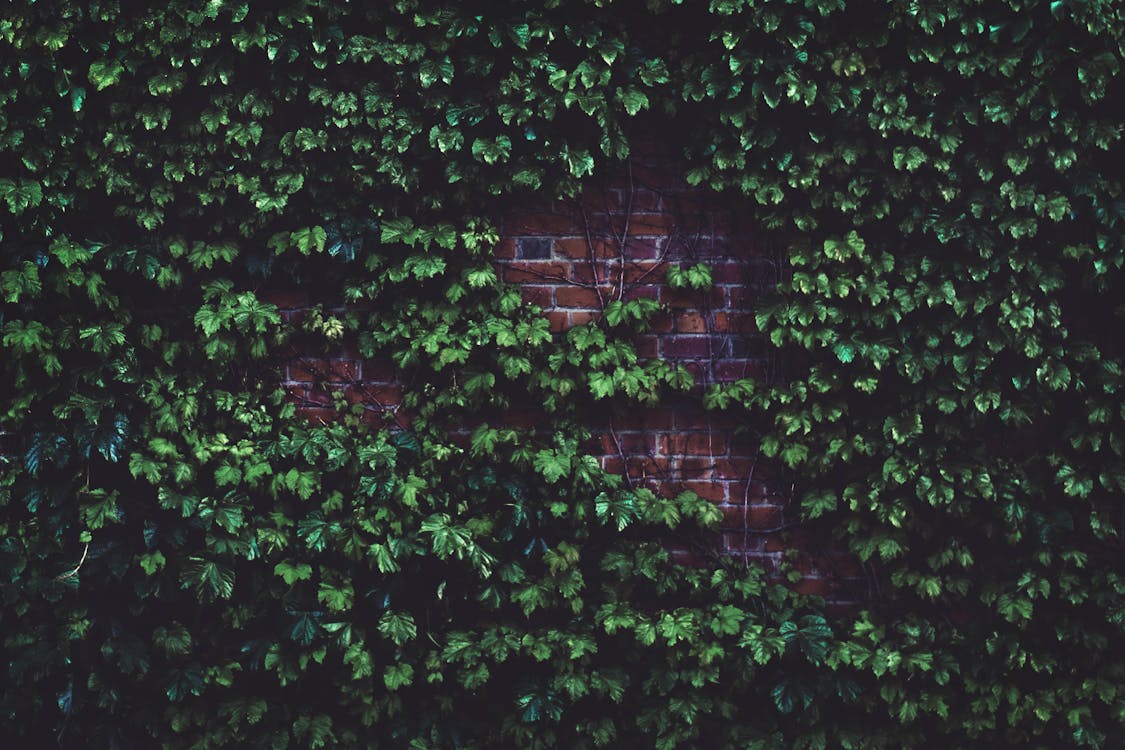 白天牆磚中的綠色植物