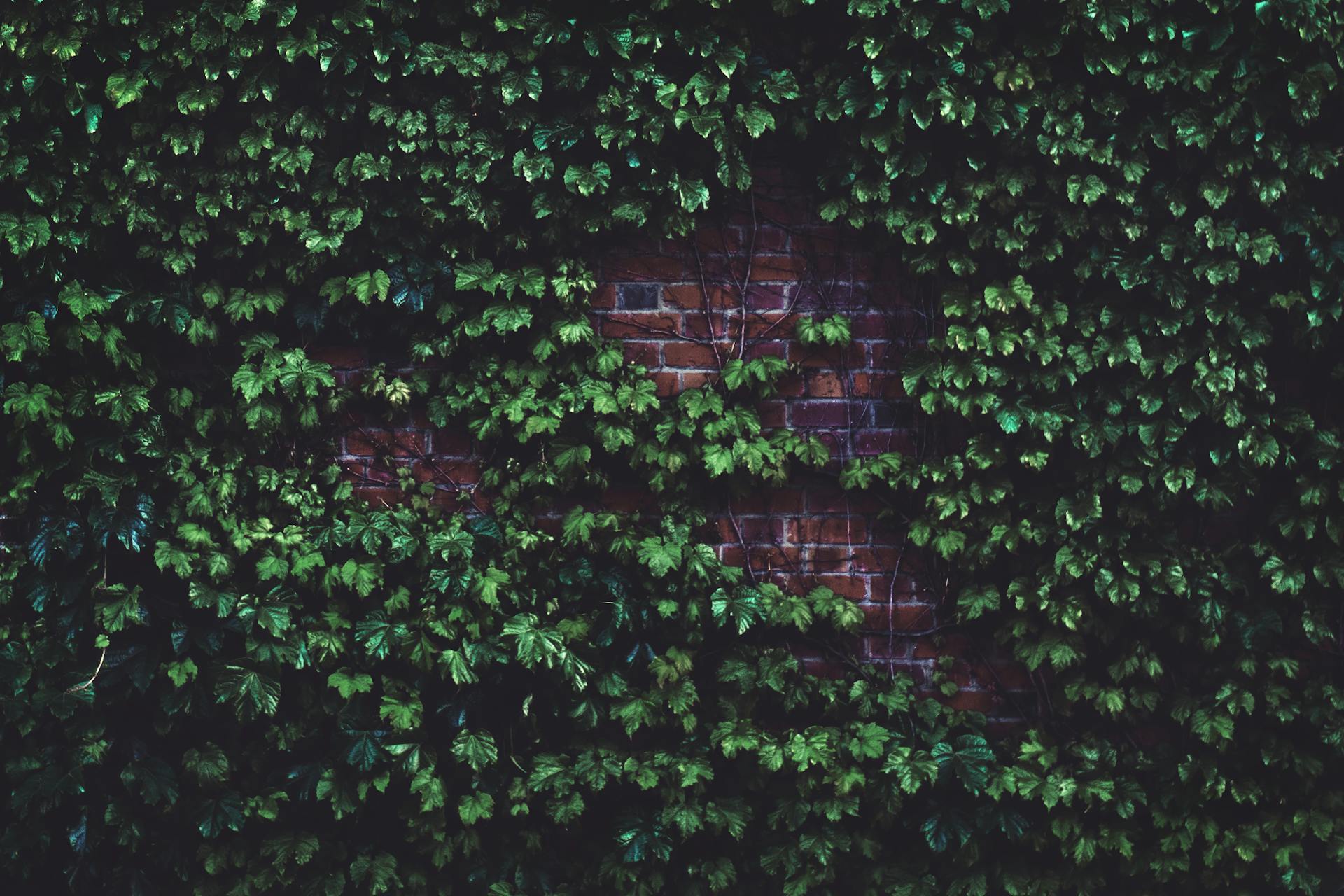 Green Plants in Wall Bricks at Daytime