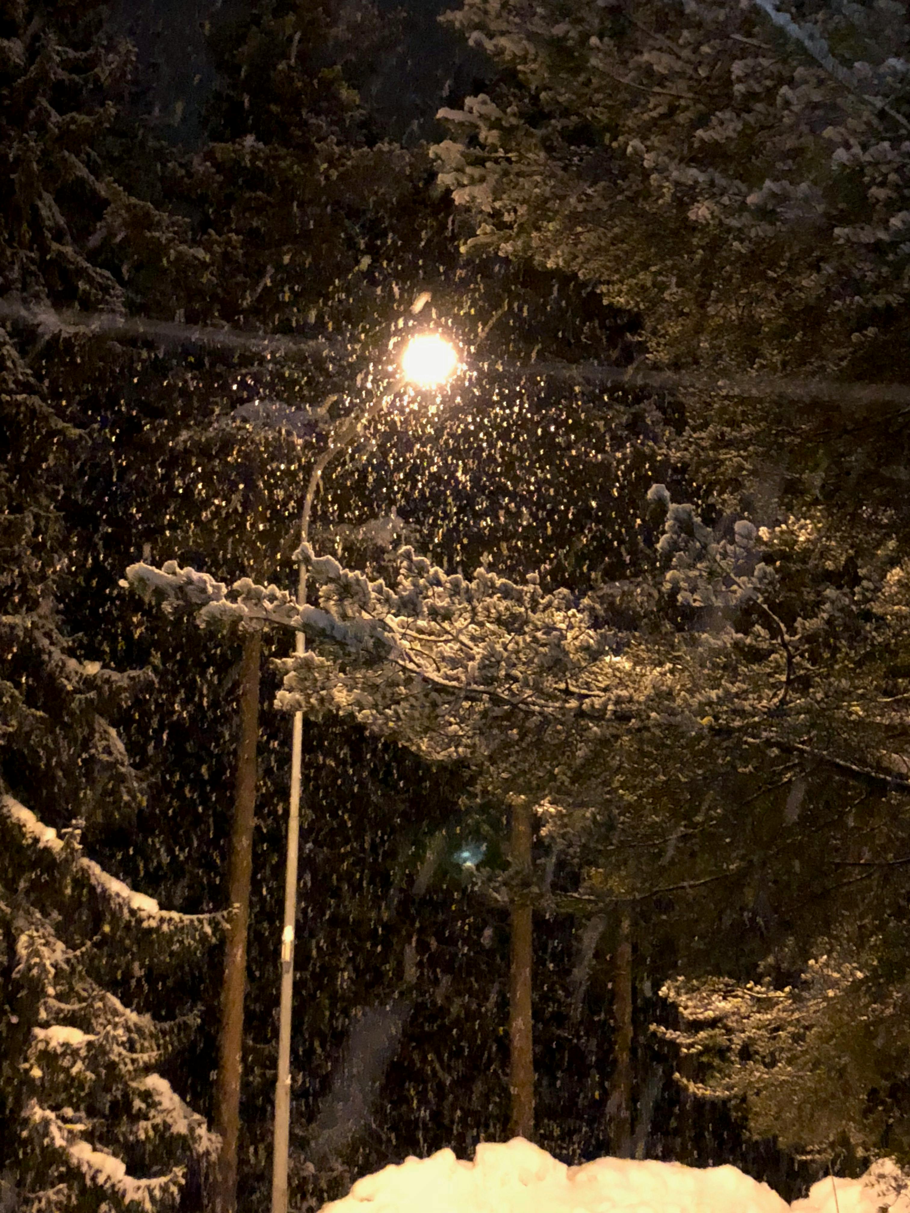 Free stock photo of snowing