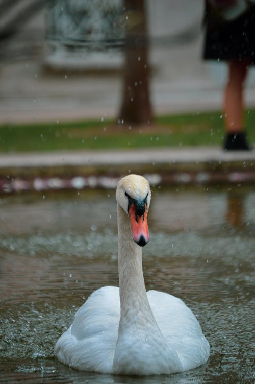 Close Up Photo of a Swan