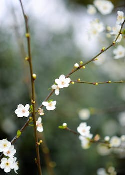 Delicate white plum blossoms with buds on a branch against a blurred green background.