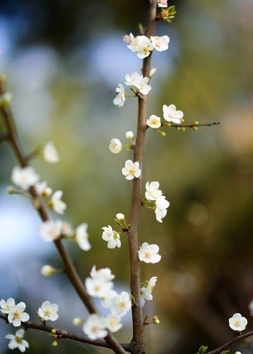 White Flowers on a Branch