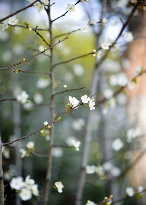 Free 
A Close-Up Shot of Plum Blossom in Bloom Stock Photo