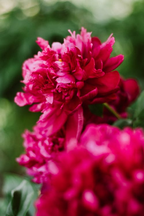 Free stock photo of flowers, nature