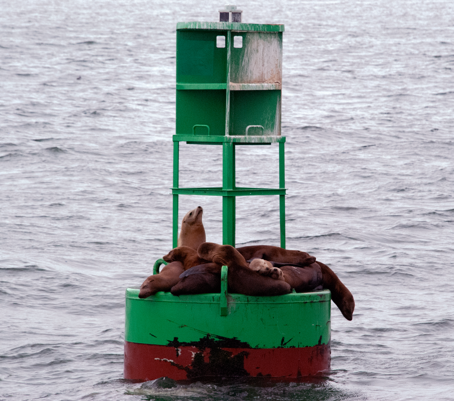 Group of sea lions sleeping and resting on a green ocean buoy.