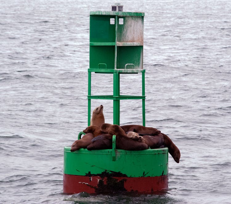 Sea Lions Sleeping On Floating Buoy