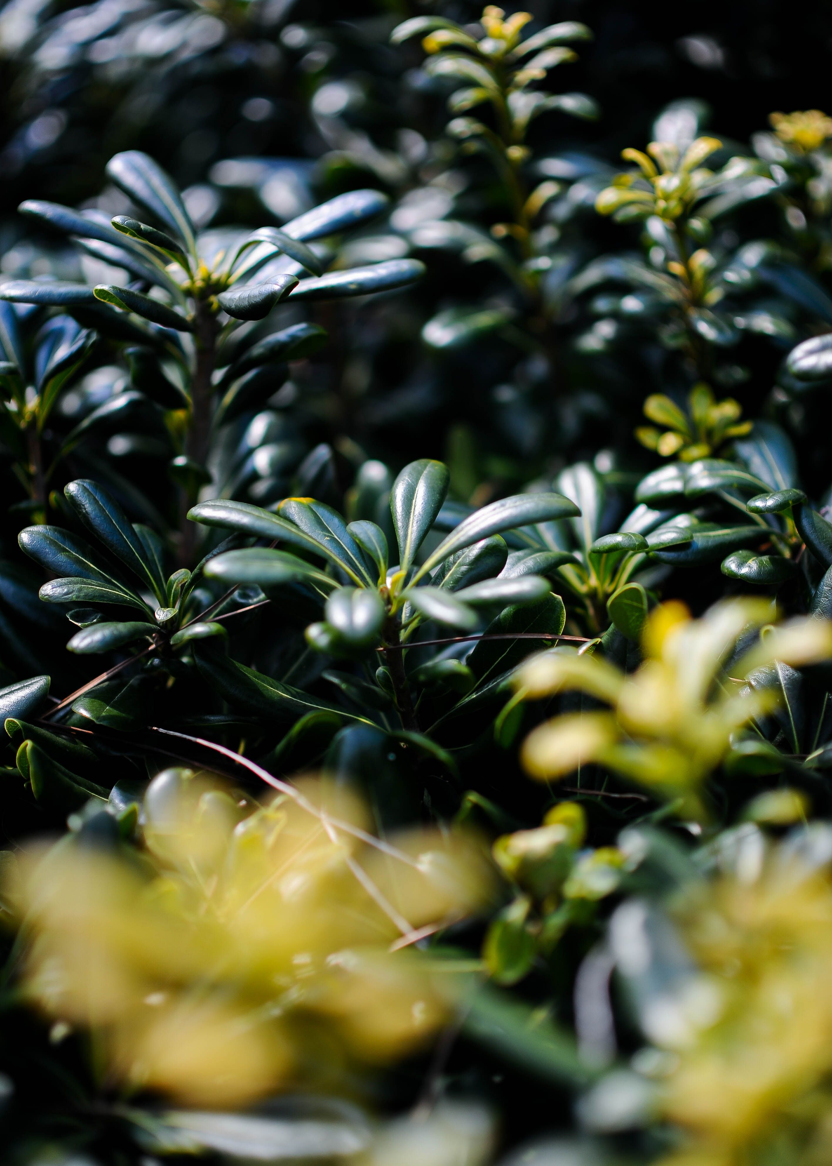 Gratuit Gros Plan Sur Les Feuilles Vertes Des Plantes Vertes Photos