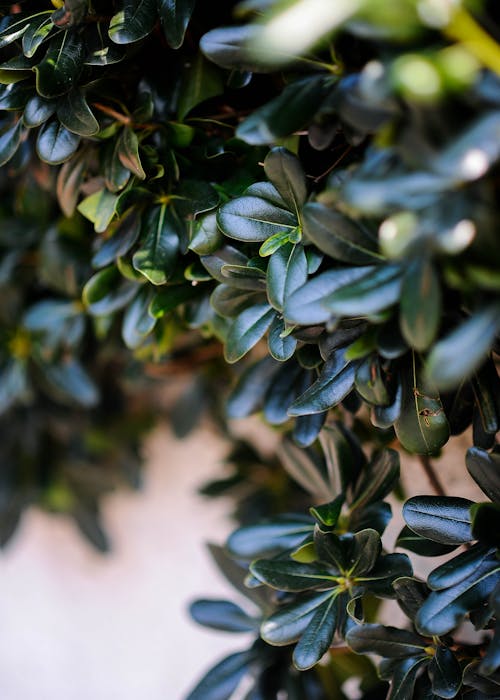 Ingyenes stockfotó buxus, függőleges lövés, gyár témában