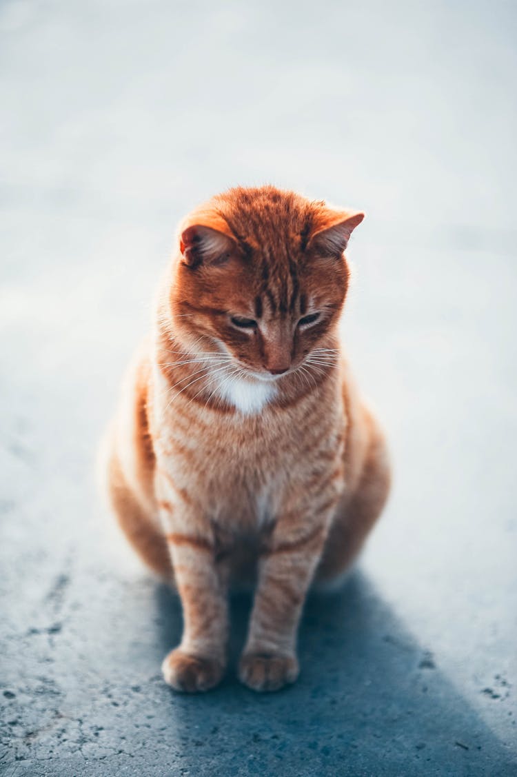 Orange Cat Sitting On The Floor