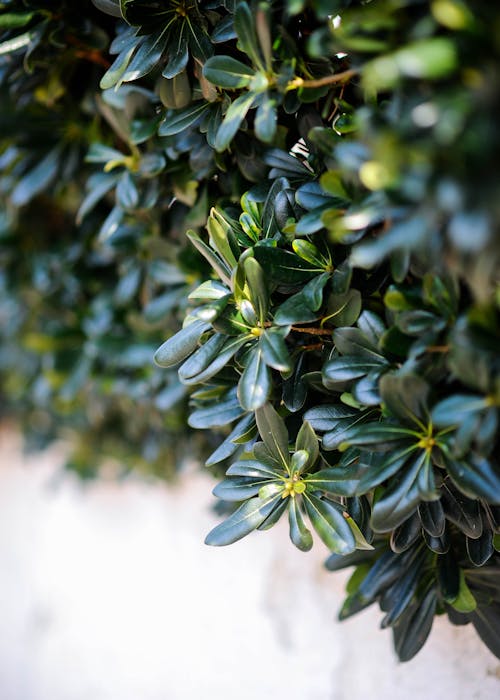 Green Plant in Close Up Photography