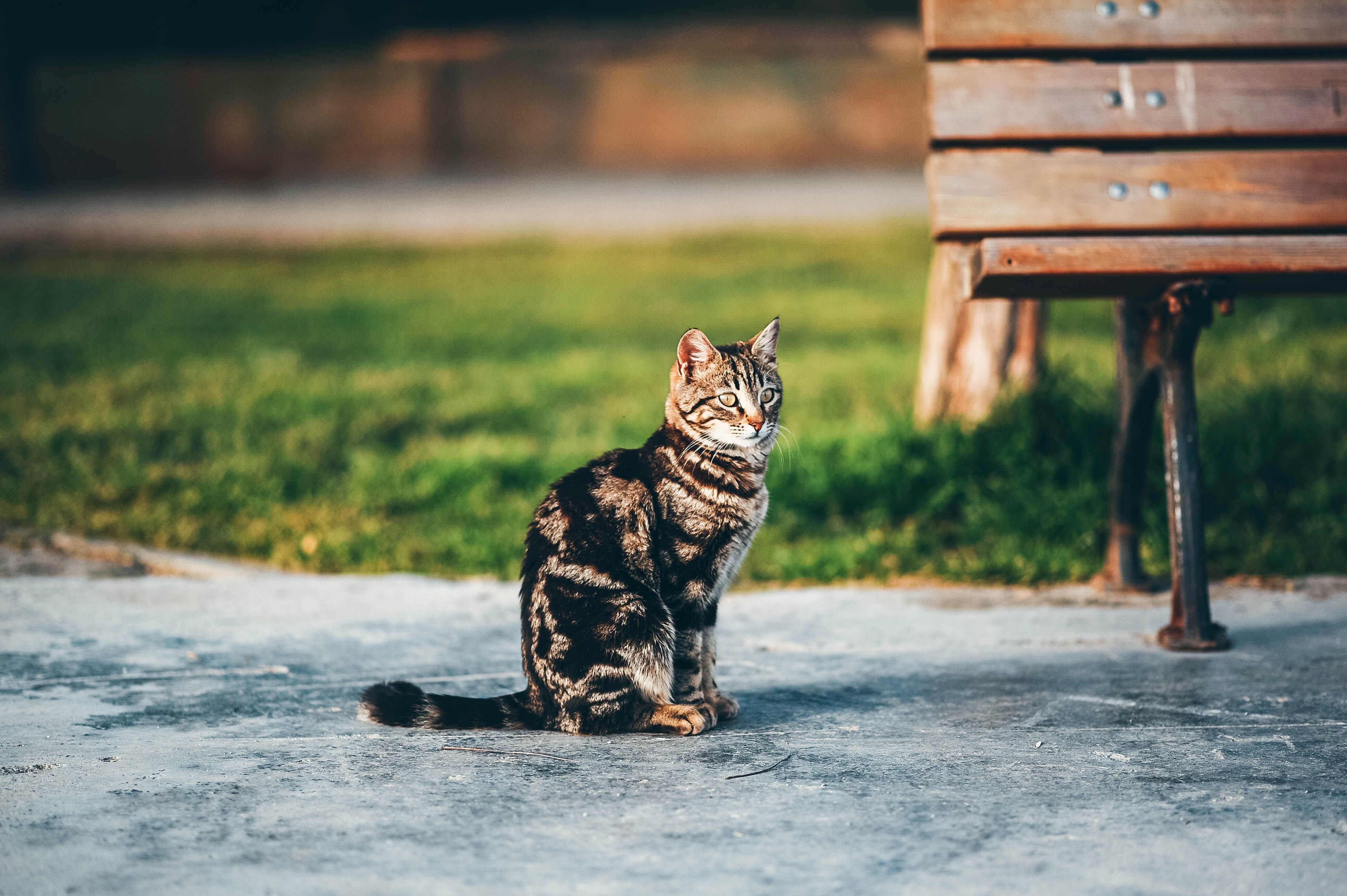 Brown Tabby Cat on Gray Concrete Floor · Free Stock Photo