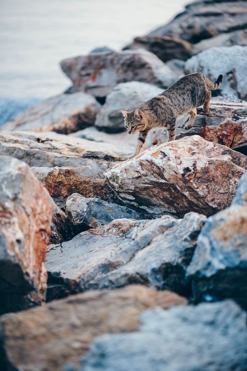 Free A tabby cat explores rocky terrain by the shore, displaying natural curiosity. Stock Photo
