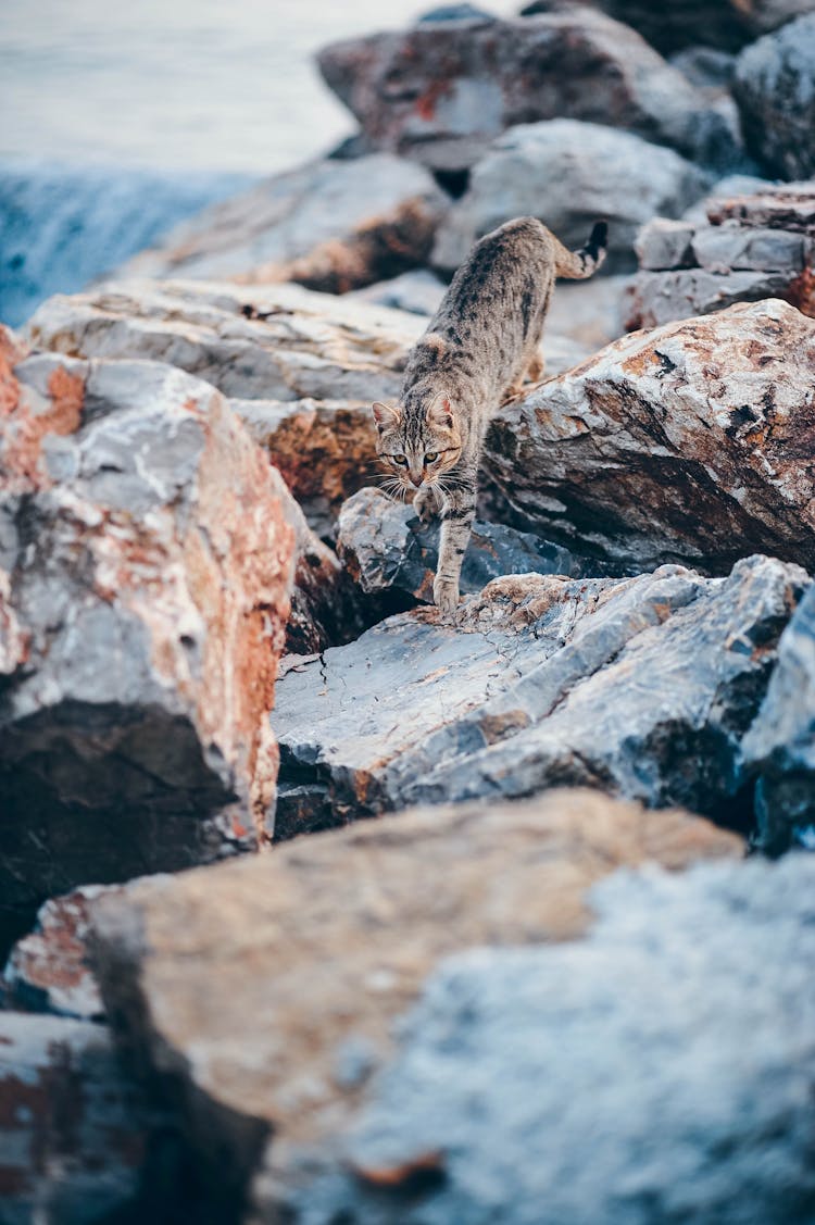 Tabby Cat On Rocks