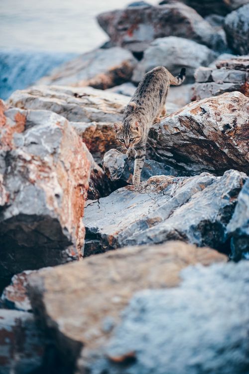 Free A tabby cat gracefully navigates a rocky shoreline. Captured in vibrant details. Stock Photo