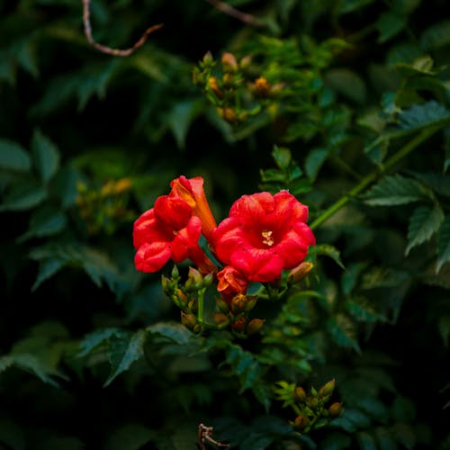 Red Flowers in Close Up Photography