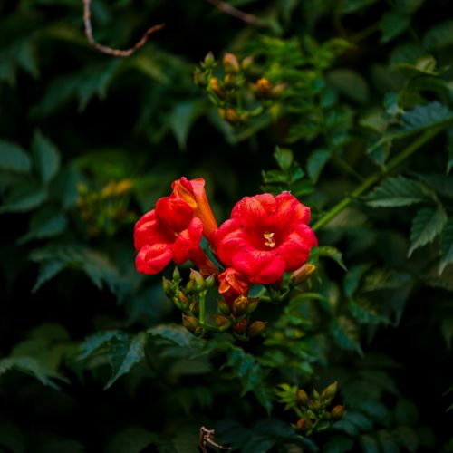 Free Detailed view of bright red trumpet vine flowers against lush green foliage. Stock Photo