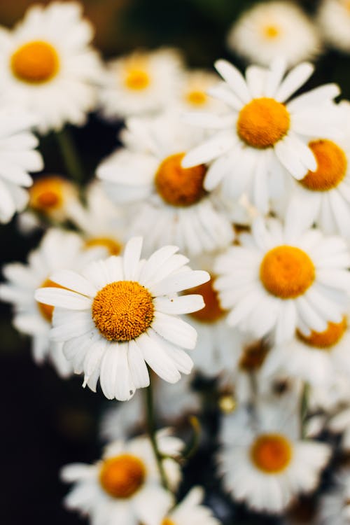 白いデイジーの花のクローズアップ写真