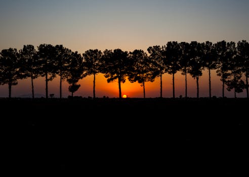 Silhouetted trees enhance the golden hour sunset, creating a picturesque scene.