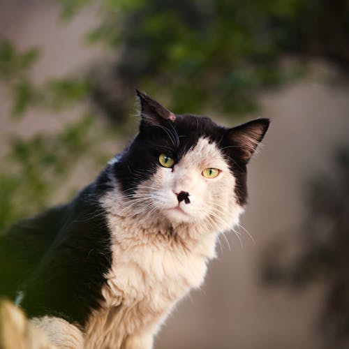Immagine gratuita di focus selettivo, fotografia di animali, gatto domestico
