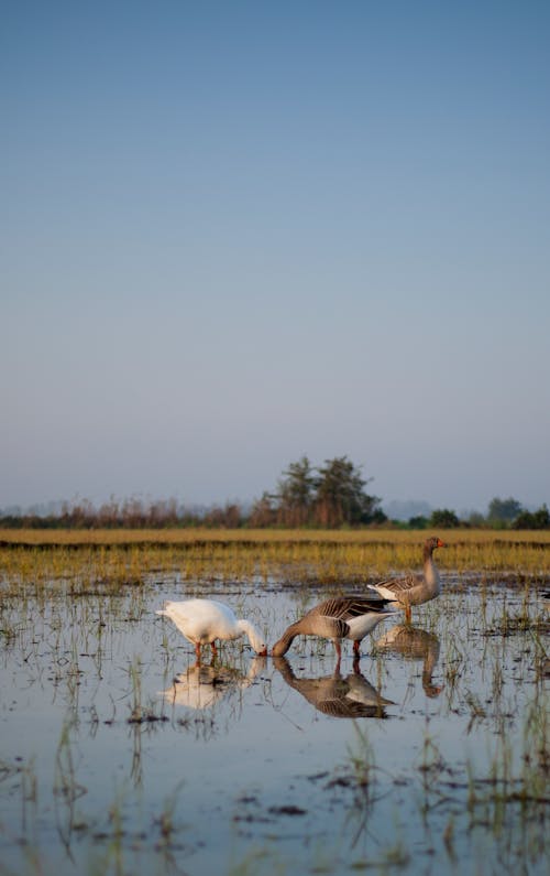 Ducks on Swamps Under a Clear Blue Sky