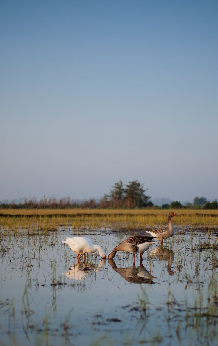 Ducks On Swamps Under A Clear Blue Sky