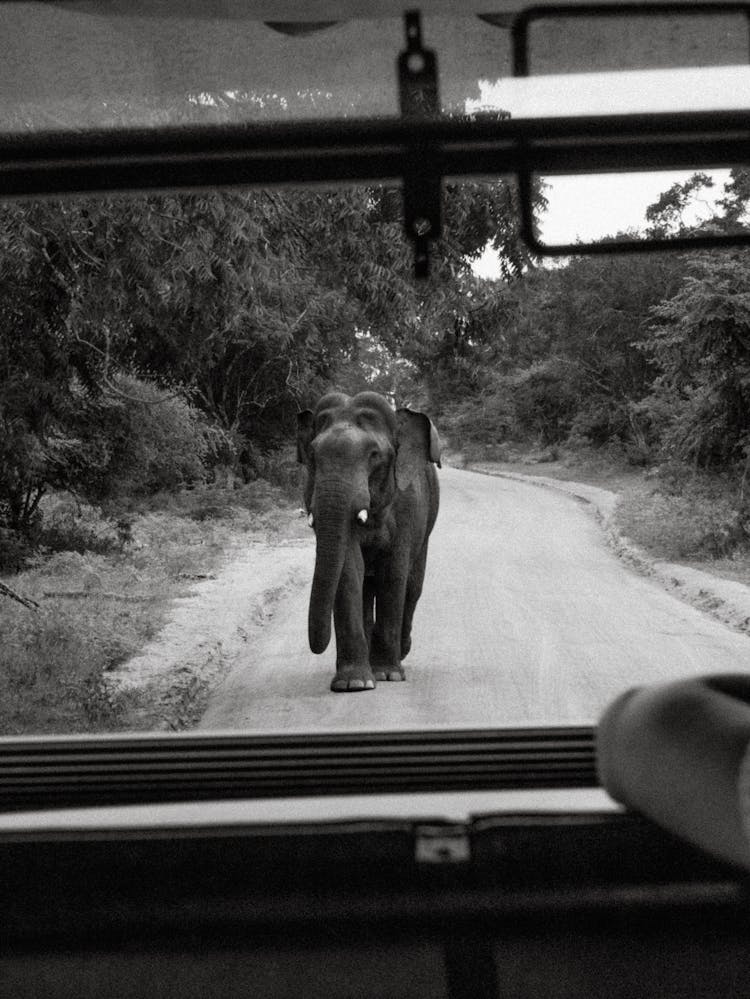 An Elephant Following The Vehicle 