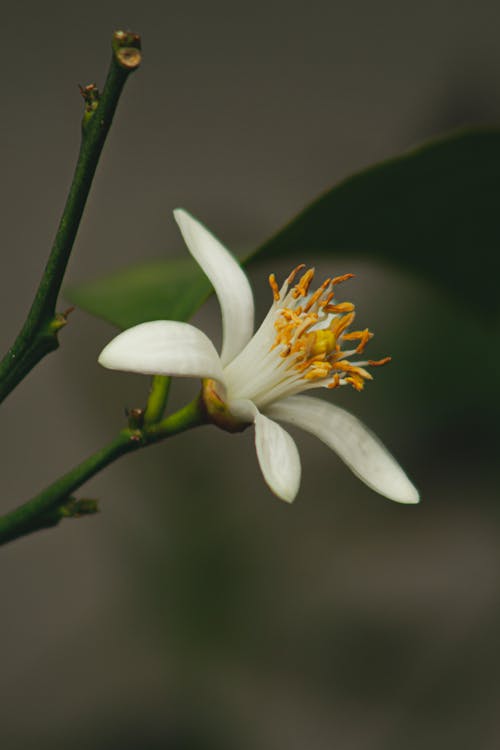 Selective Focus of a Lemon Flower