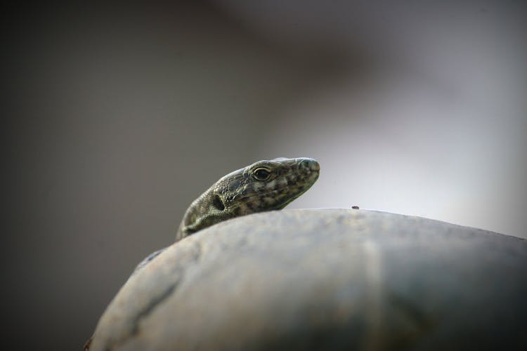 Lizard On A Rock