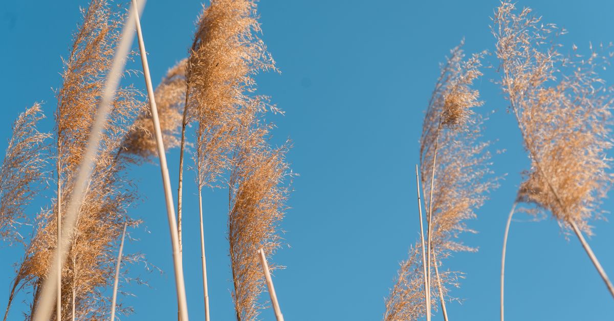 Miscanthus : Culture, Entretien et Variétés 2026